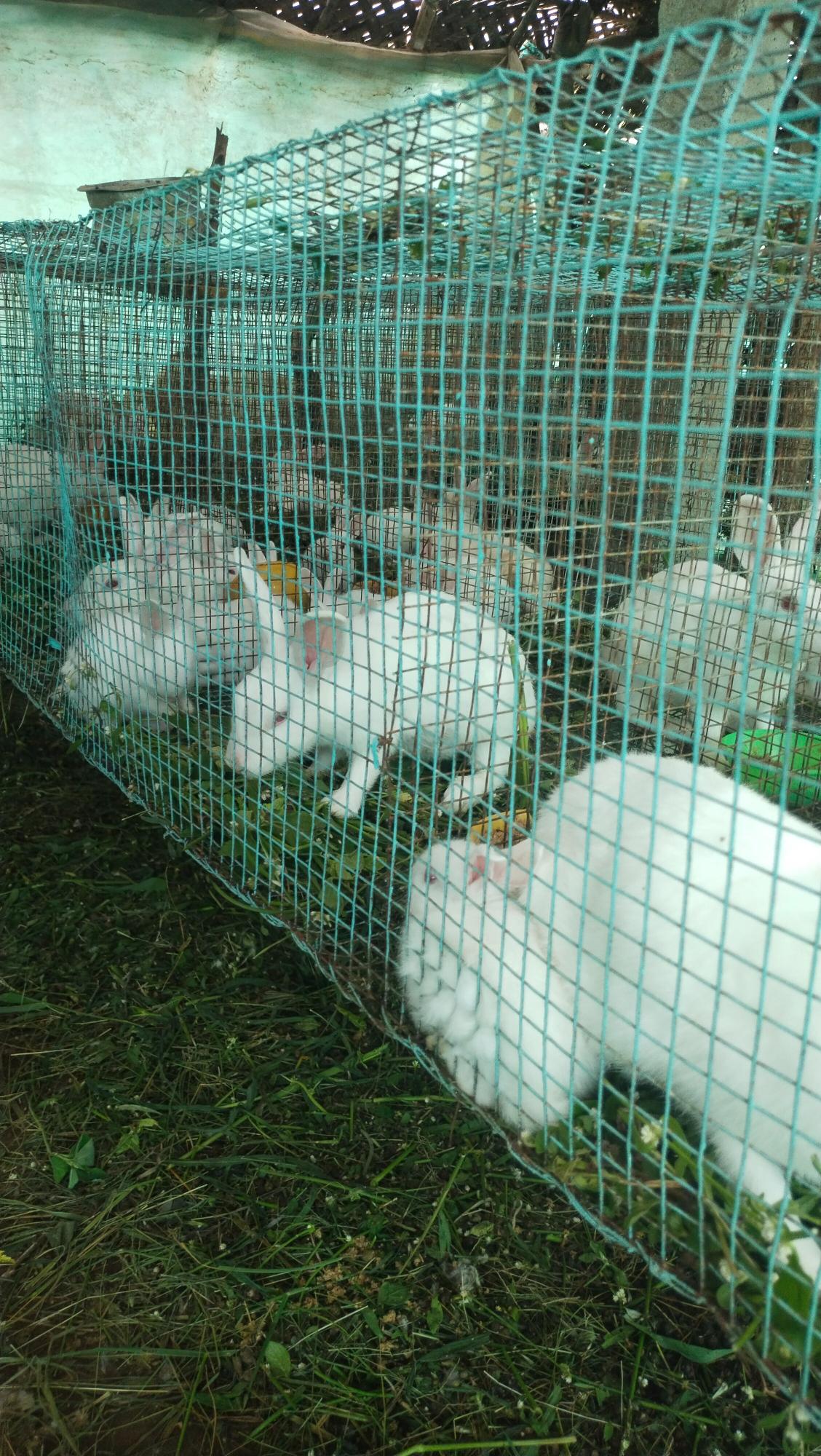 Ammu rabbit farm